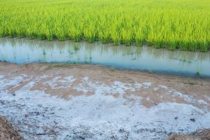 Soil investigation institute