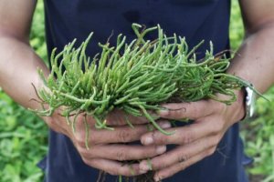 Developing the Halophyte Agriculture Sector in Vietnam