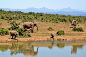 Africa Irrigation and Water Project