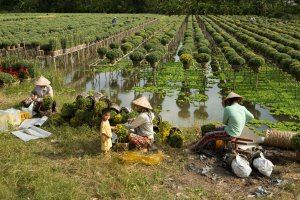 Climate Change Impact and Adaptation Study in the Mekong Delta