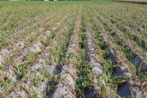 PLACA -  Platform of Latin America and the Caribbean for Climate Action on Agriculture