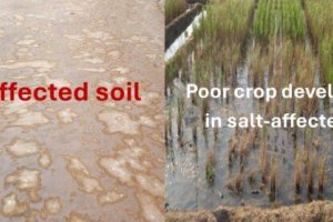 Integrated Soil Salinity Management in RICE-based cropping systems in the delta of Senegal River Valley (ISSM4RICE)