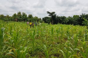 Improving agricultural REsilience to SAlinity through DEvelopment and promotion of pro-poor technologies and management strategies